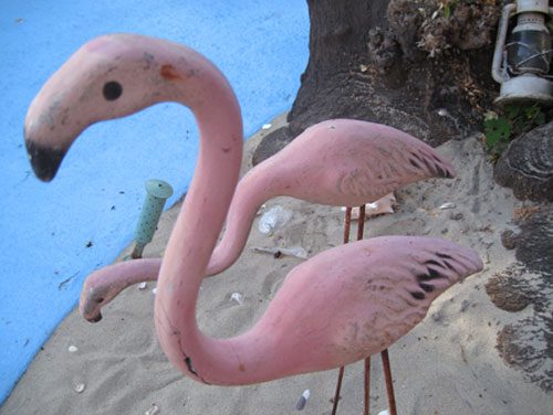 flamingos_3230