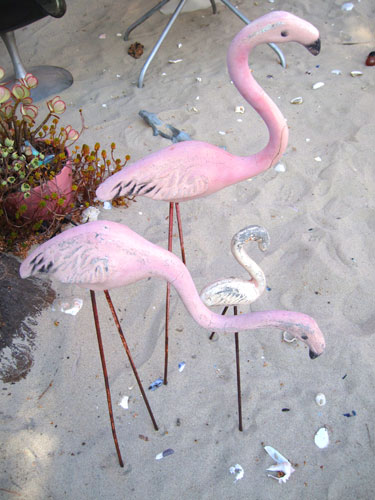 flamingos_3234