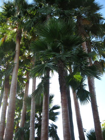 palms_2701