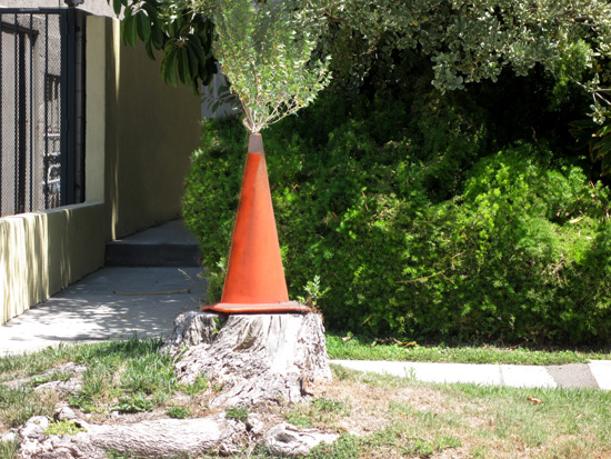 tree-growing-outta-traffic-cone_4285